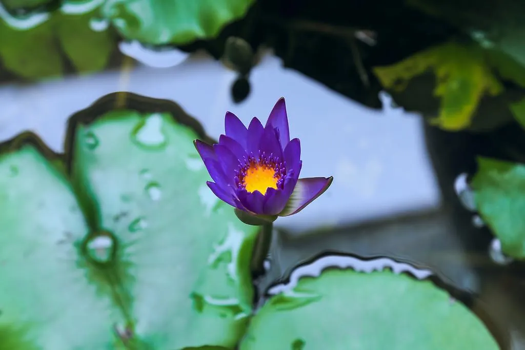 Village Love Homestay Hoi An 0*,